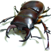 avatar_Beetle guy
