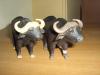 avatar_Cape Buffalo