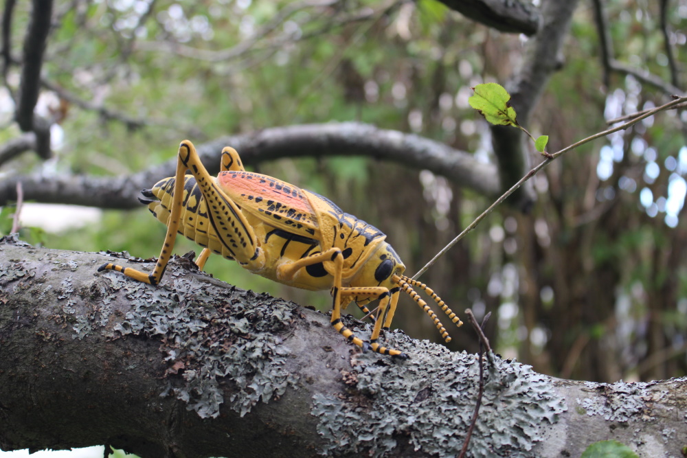 Eastern Lubber Grasshopper (Smithsonian Insects by Safari Ltd.) – Animal  Toy Blog