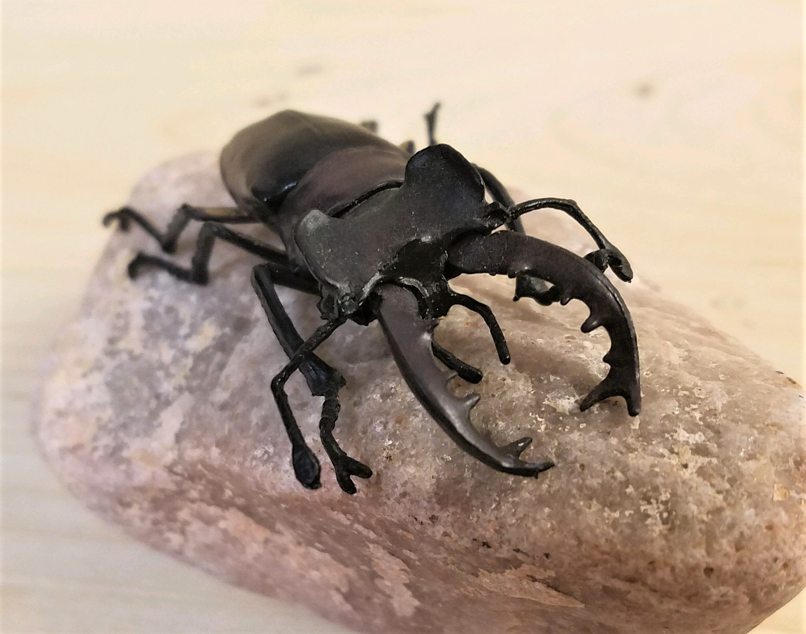 giant tailed stag beetle