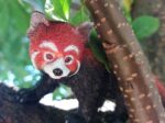 Red Panda (AAA)