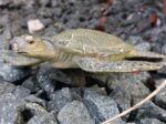 Green Sea Turtle, young (AAA)