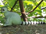 Ring-tailed Lemur (AAA)