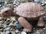 Tortoise, adult (AAA)