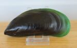 Asian Green Mussel, large (AAA)