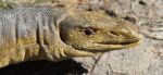 Monitor Lizard (AAA)