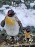 Emperor Penguin, adult and chick (AAA)