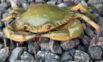 Mud Crab (AAA)