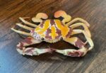 Crucifix Crab, small (AAA)