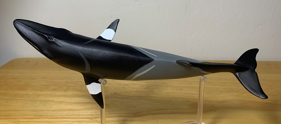 Minke Whale (Wild Safari Sealife By Safari Ltd.) – Animal Toy Blog