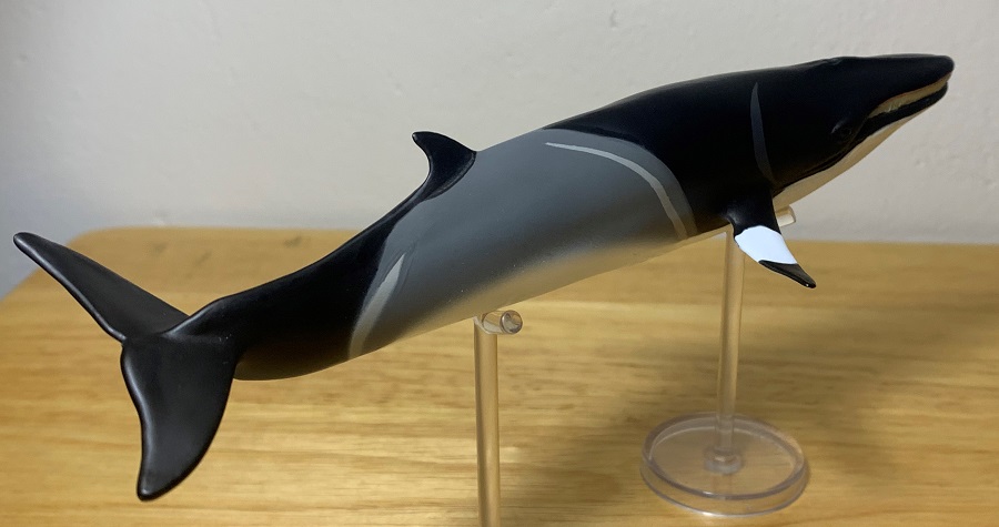 Minke Whale (Wild Safari Sealife By Safari Ltd.) – Animal Toy Blog