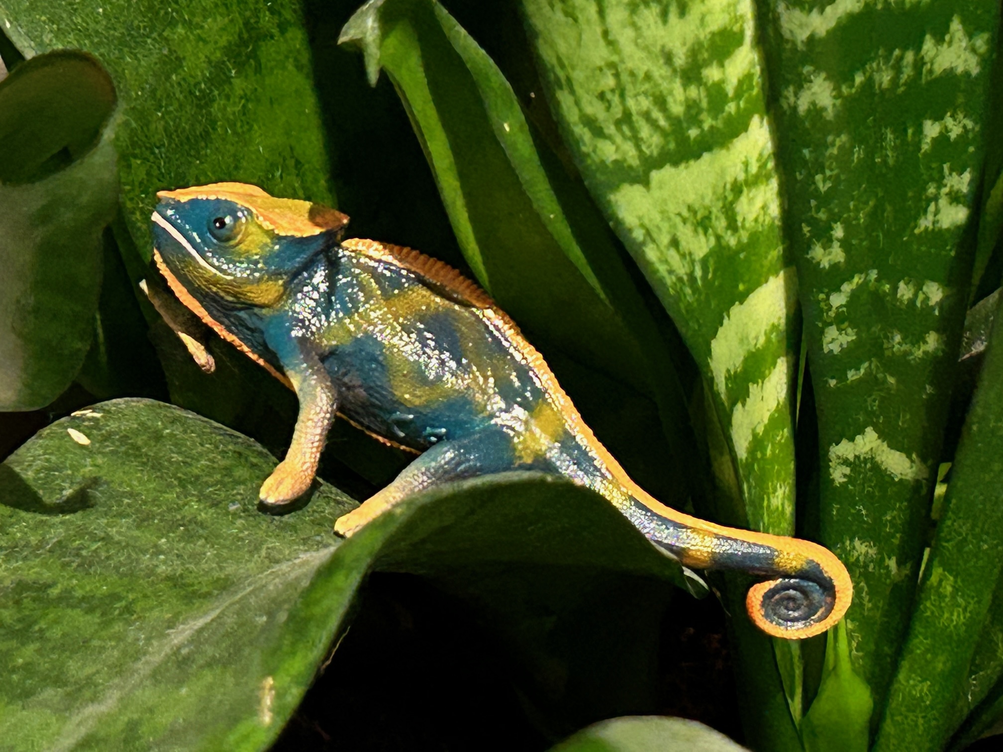 Some spot color: Meet the world's tiniest chameleon