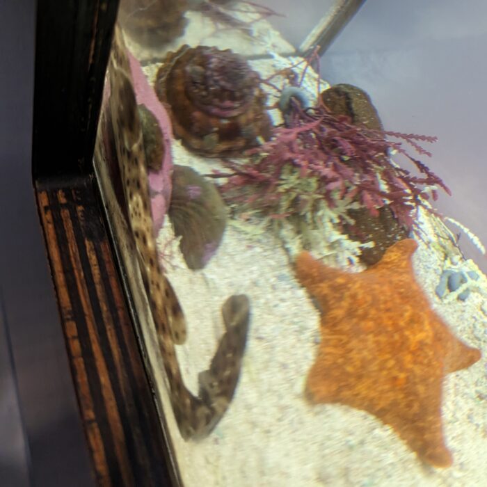 A live swellshark I recently saw at the Birch Aquarium. It is a terrible photo but the shark wasn't cooperative.