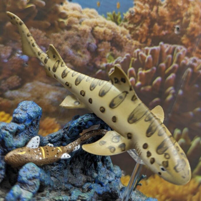 Squeezing into rocks to avoid the sympatric Safari Ltd Leopard Shark. These are not really to scale