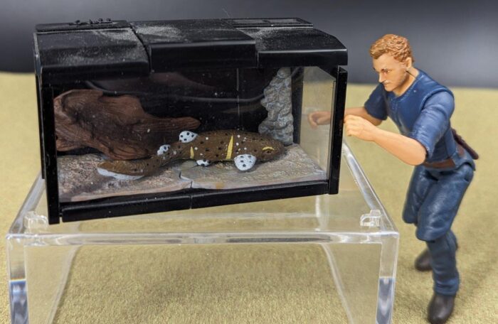 Owen is pretty much to scale with a big adult swellshark. The tank wouldn't be big enough though.