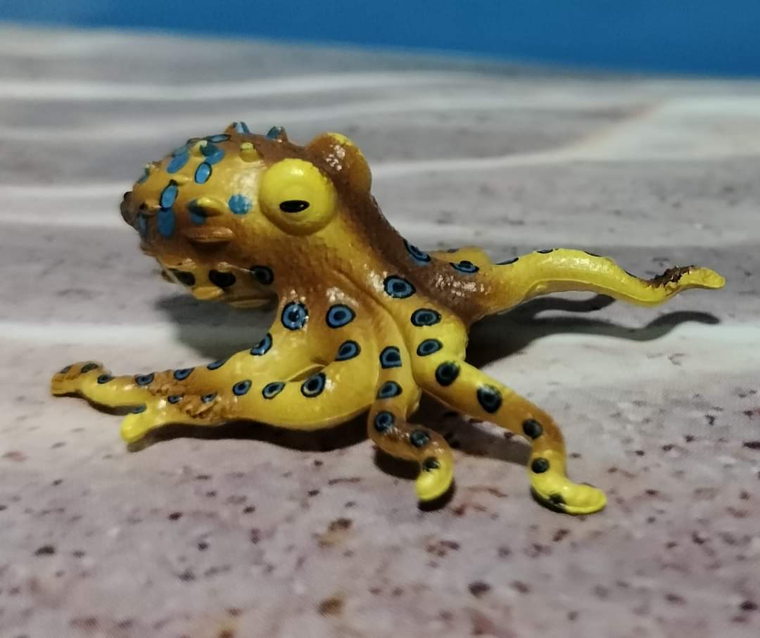 🔥 Blue-Ringed Octopus 🔥 : r/NatureIsFuckingLit