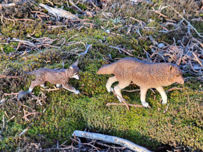 Papo Eurasian gray wolf adult #50283 and pup #50284 pair walking