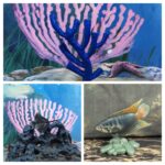 Vault Tales 120 ToyTrio Vauxia, Reef Manta, Paradisefish