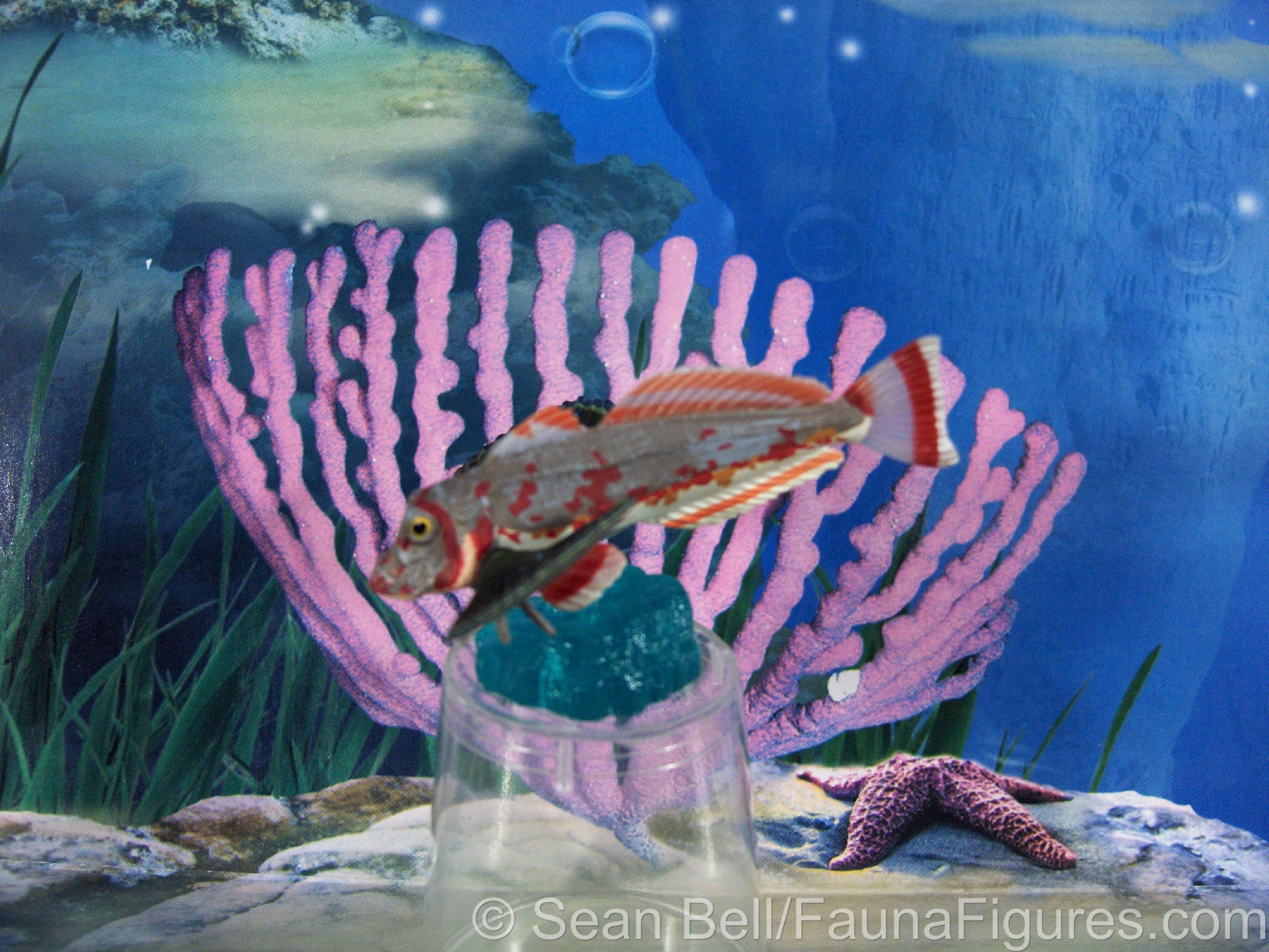 Read more about the article Vault tales 65 Kaiyodo Aquatales Red Spiny Gurnard