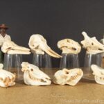 Vault Tales Run the Set 101 Safari Mammal Skulls toob