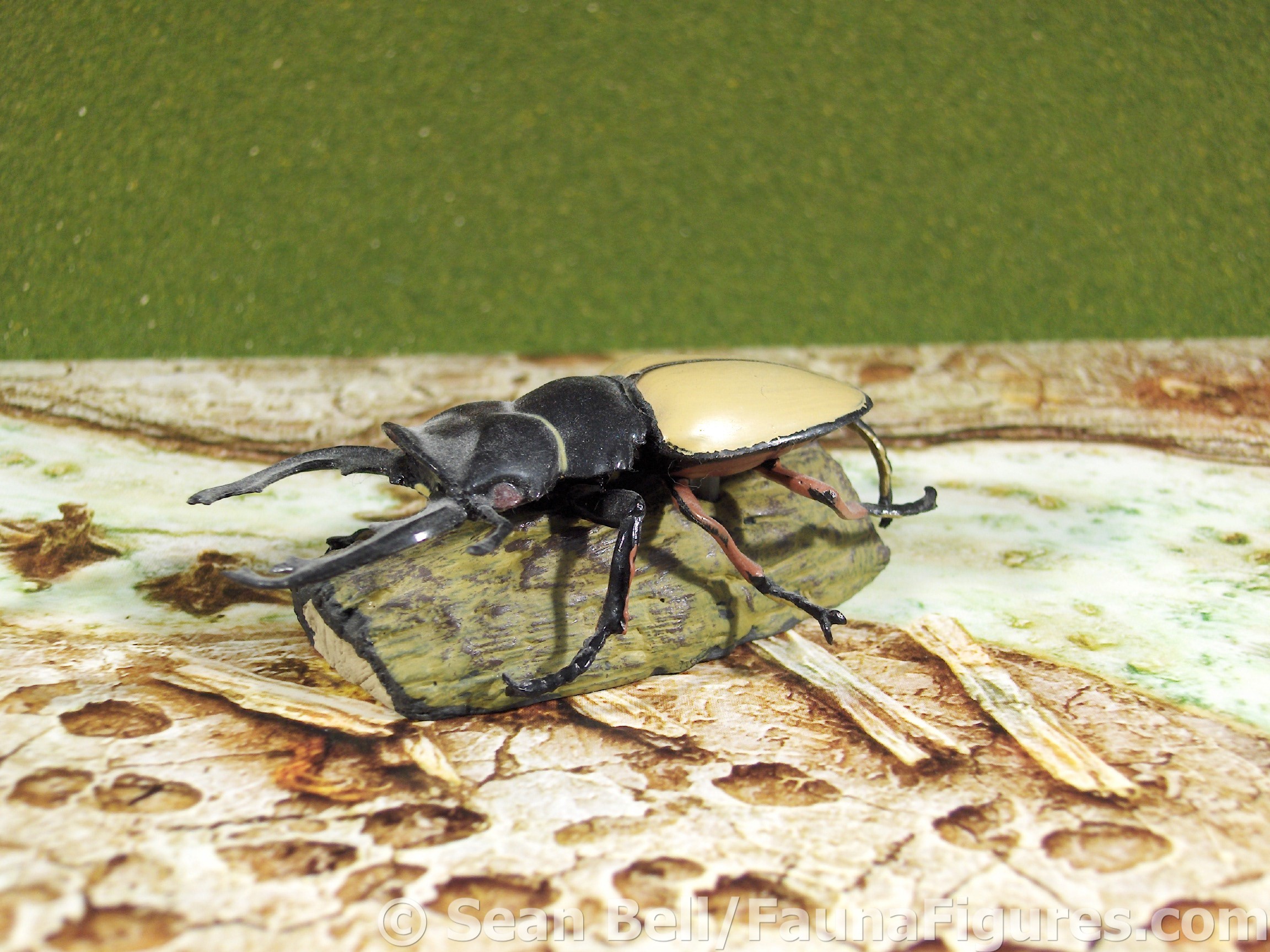 Read more about the article Vault tales 56 Colorata Red-Legged Stag Beetle
