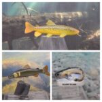 Vault Tales 145 ToyTrio Ayu, Brown trout, Wels catfish