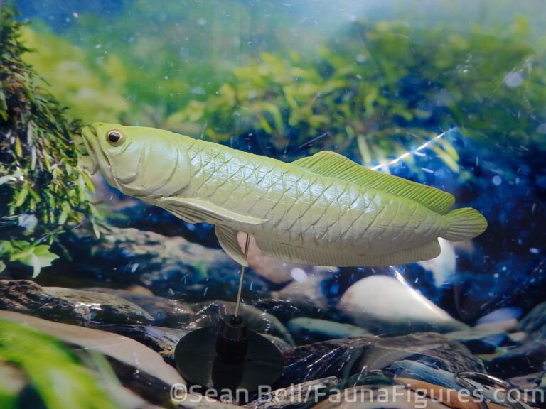 Read more about the article Vault Tales 212 Kaiyodo Aqualand Silver Arowana