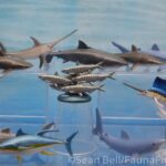 Vault Tales 249 Run the Set Safari Ltd Pelagic Fishes toob