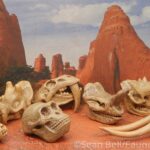 Vault Tales 248 Run the Set Safari Ltd Prehistoric Mammal Skulls toob