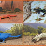 Vault Tales 270 FigureFrenzy Binturong, Macaw, Beaded lizard, Fire salamander