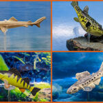 Vault Tales 271 FigureFrenzy Pufferfish, TroutPerch, Perch, Crocodile shark