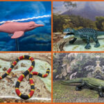 FigureFrenzy 297 River dolphin, Komodo dragon, Coral snake, Mekosuchine